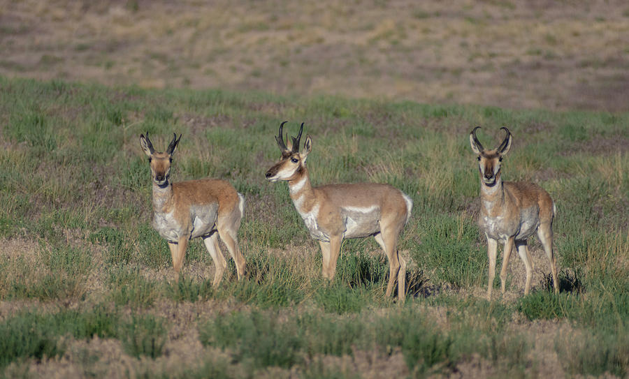 Nevada Pronghorn Antelope 2 Photograph by Rick Mosher