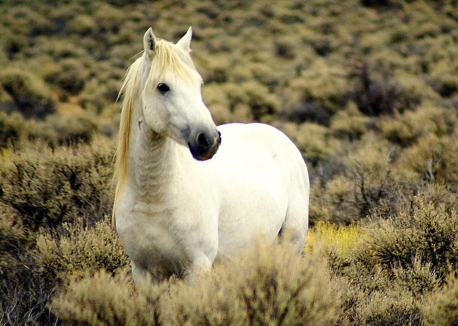 Horse Photograph - Nevada Wild Horses 3 by Marty Koch
