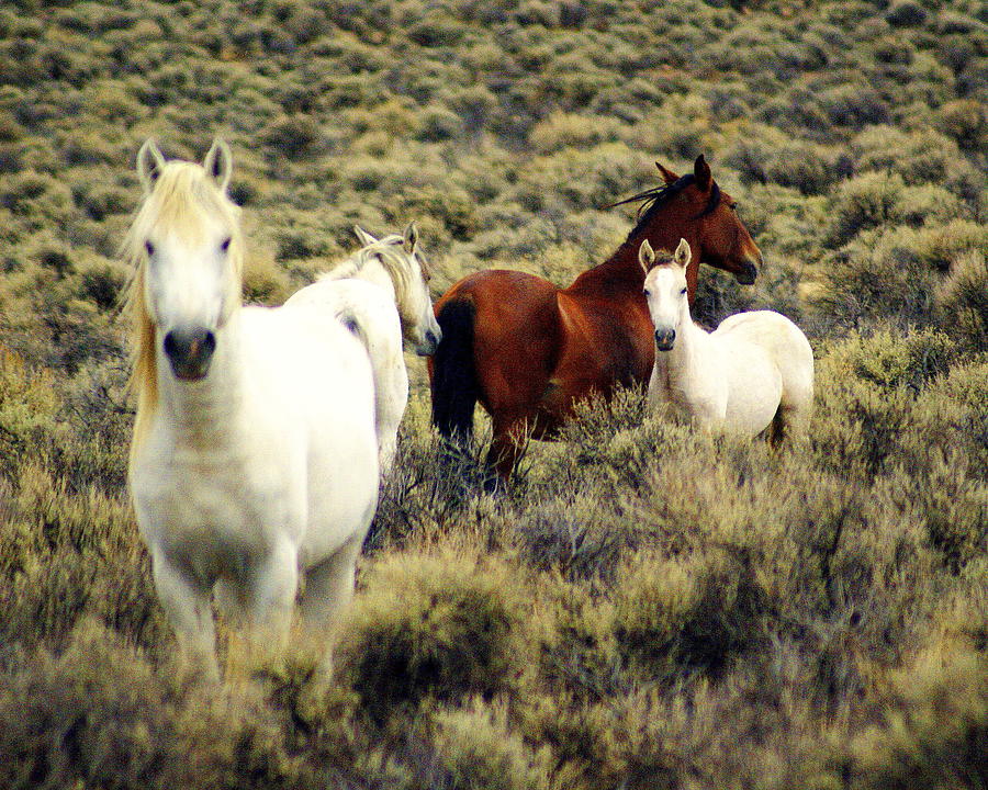 Horse Photograph - Nevada Wild Horses by Marty Koch