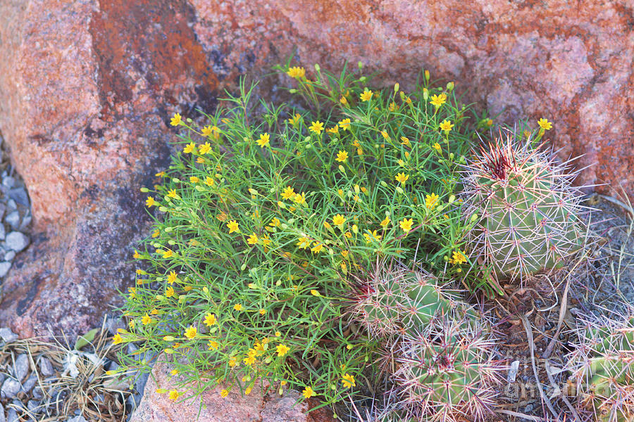 Nevada Yellow Wildflower Photograph by Linda Phelps