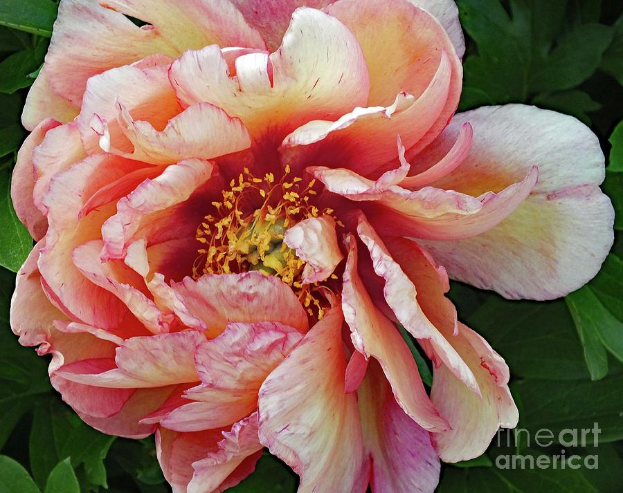 Never Disappoints - Kopper Kettle Peony Photograph