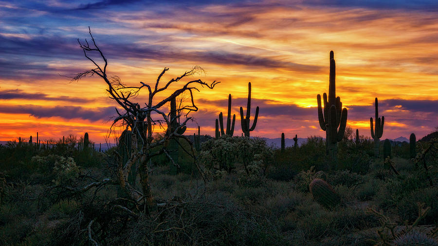 Never Ending Beauty of the Desert  Photograph by Saija Lehtonen