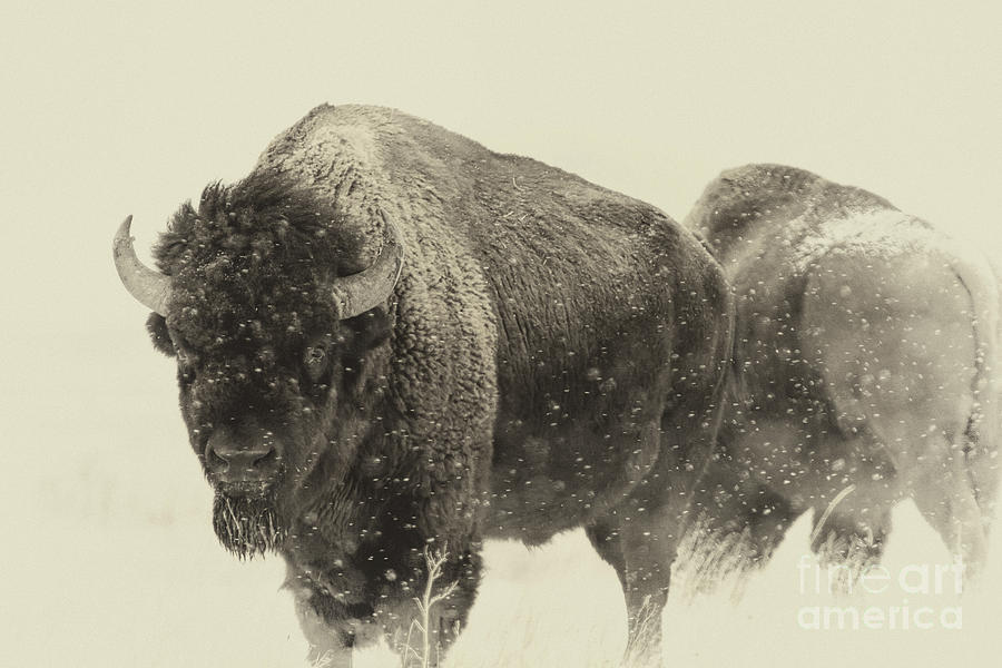 Buffalo Photograph - Never-ending Story by Jim Garrison
