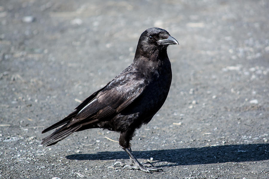 Raven Photograph - Never Grounded For Long by Rebecca Bastien