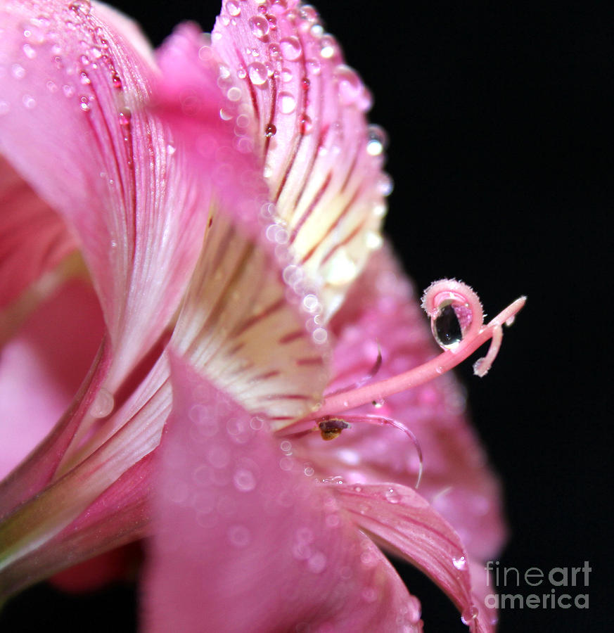 Flower Photograph - Never Let Go by Krissy Katsimbras