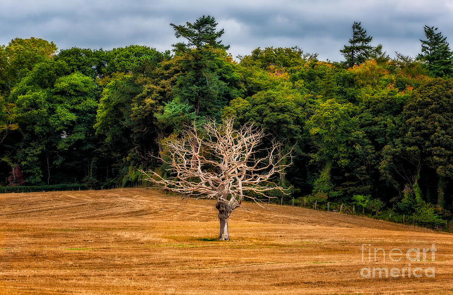 Tree Photograph - Neverending Loneliness by Adrian Evans