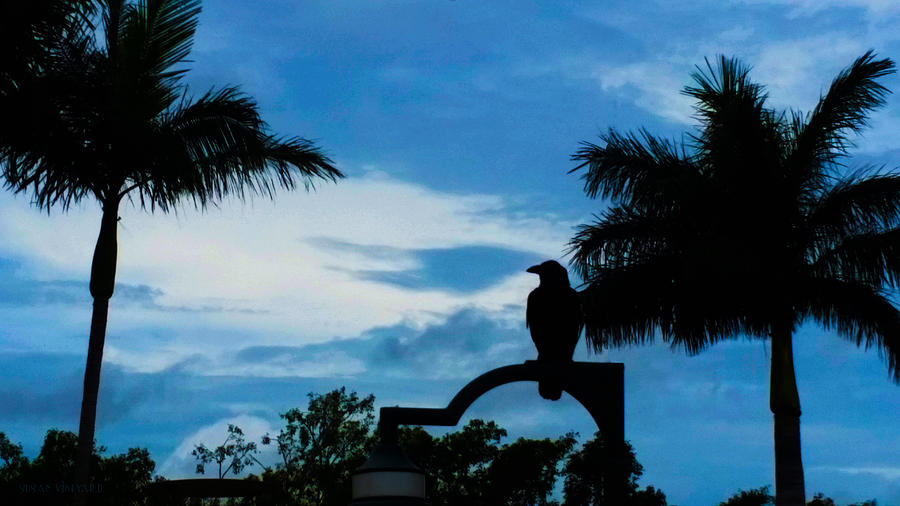 Nevermore in the Tropics Photograph by Susan Vineyard
