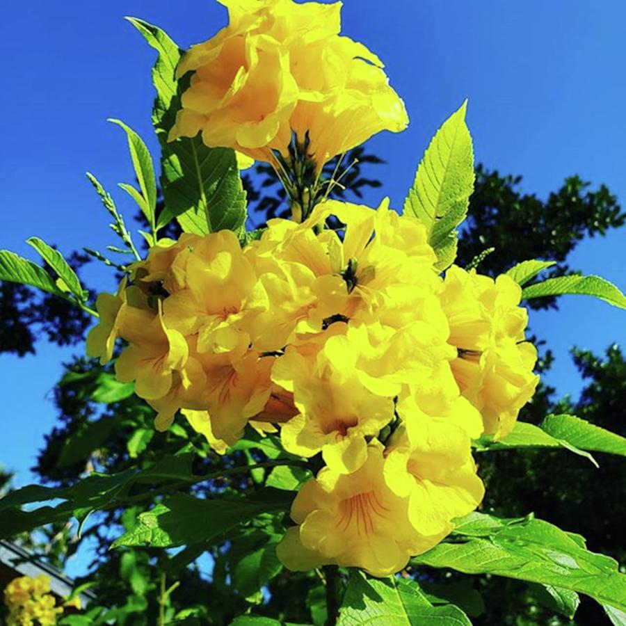 Flowers Still Life Photograph - An yellow flower with sky by Beautiful Flowers