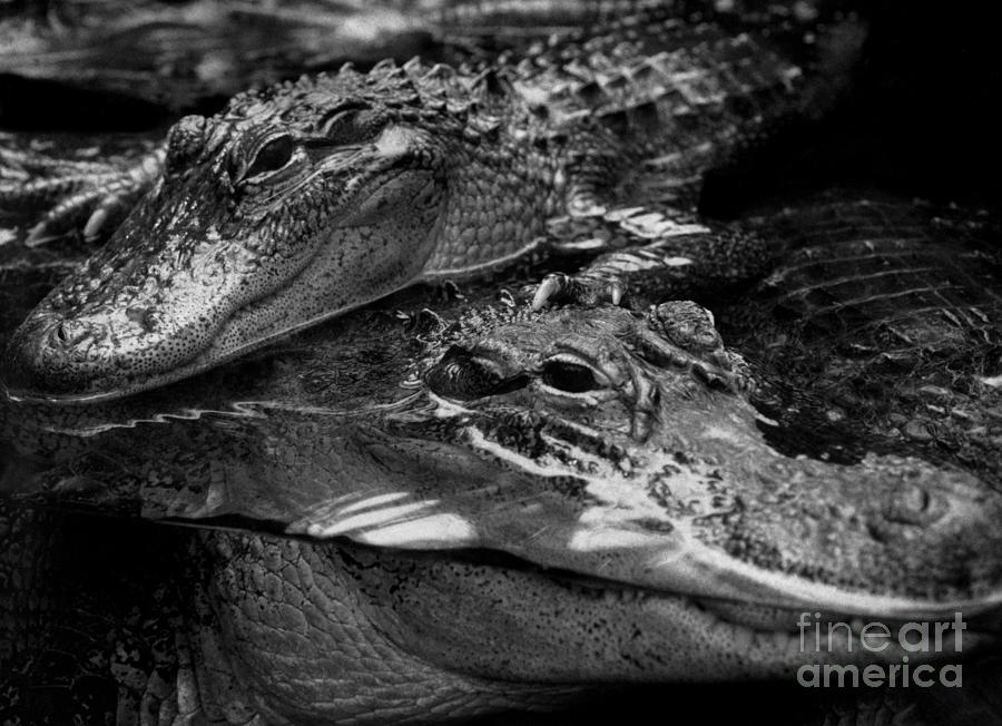 New Alligator Babies At Zoo. 1991 Photograph by Michael Schwartz - Pixels