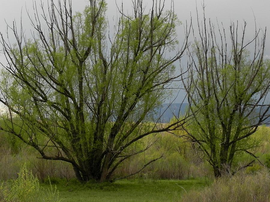Trees Photograph - New And Green by Adrienne Petterson Trees Photograph - New And Green by Adrienne Petterson