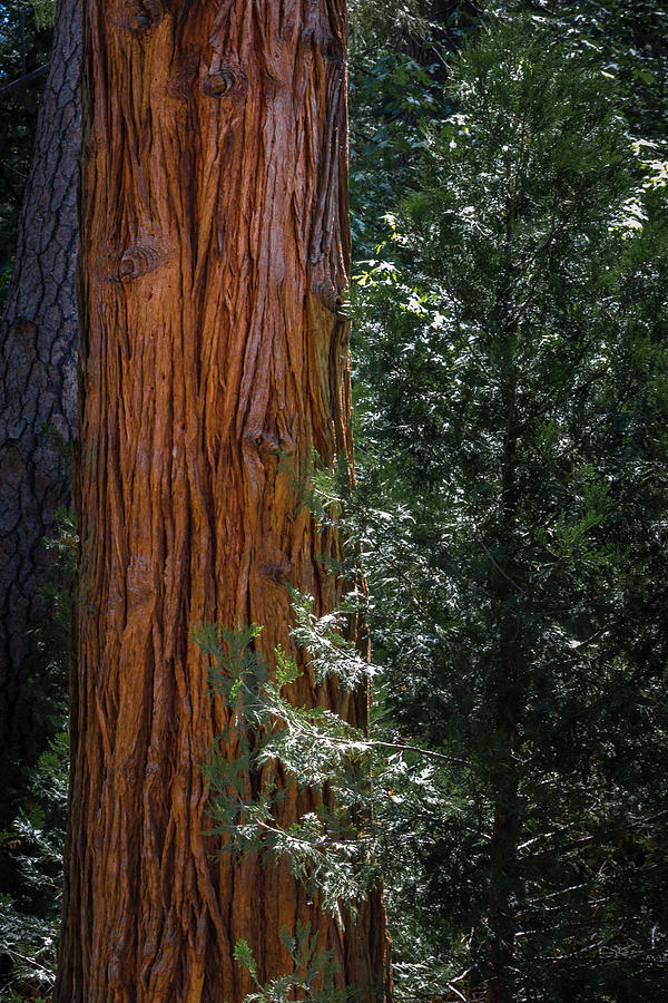 Redwoods by John and Nicolle Hearne Redwoods by John and Nicolle Hearne
