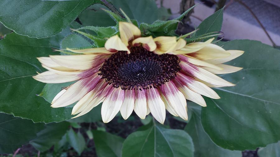 New Angle Sunflower Photograph