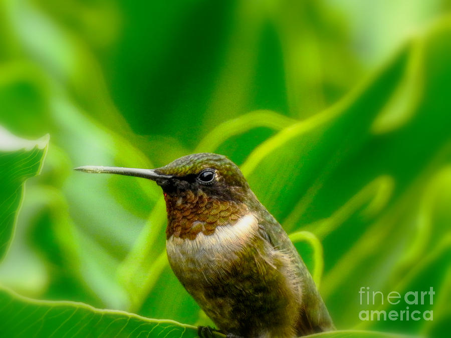 New Arrival Hummingbird photo art  Photograph by Ella Kaye Dickey