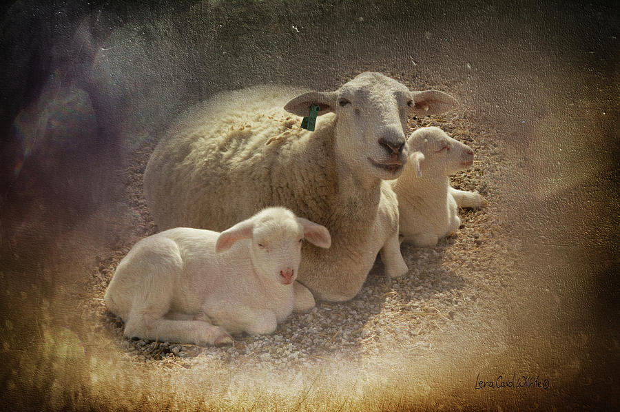 New Baby Lambs Photograph by Lena Wilhite