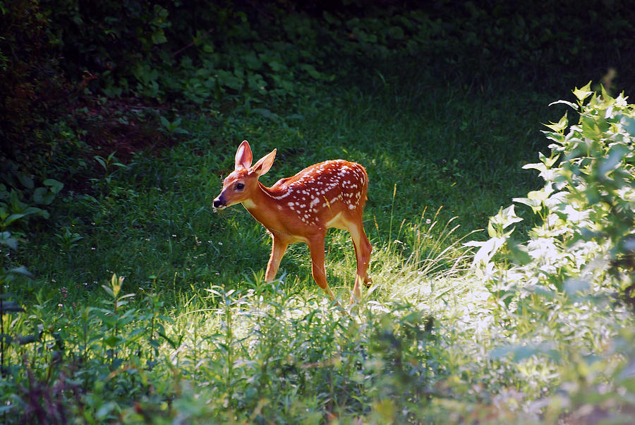 New Backyard Visitor Photograph by Lori Tambakis