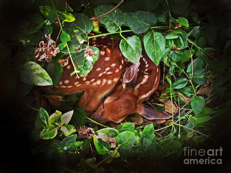 Deer Photograph - New Beginnings by Pat Davidson