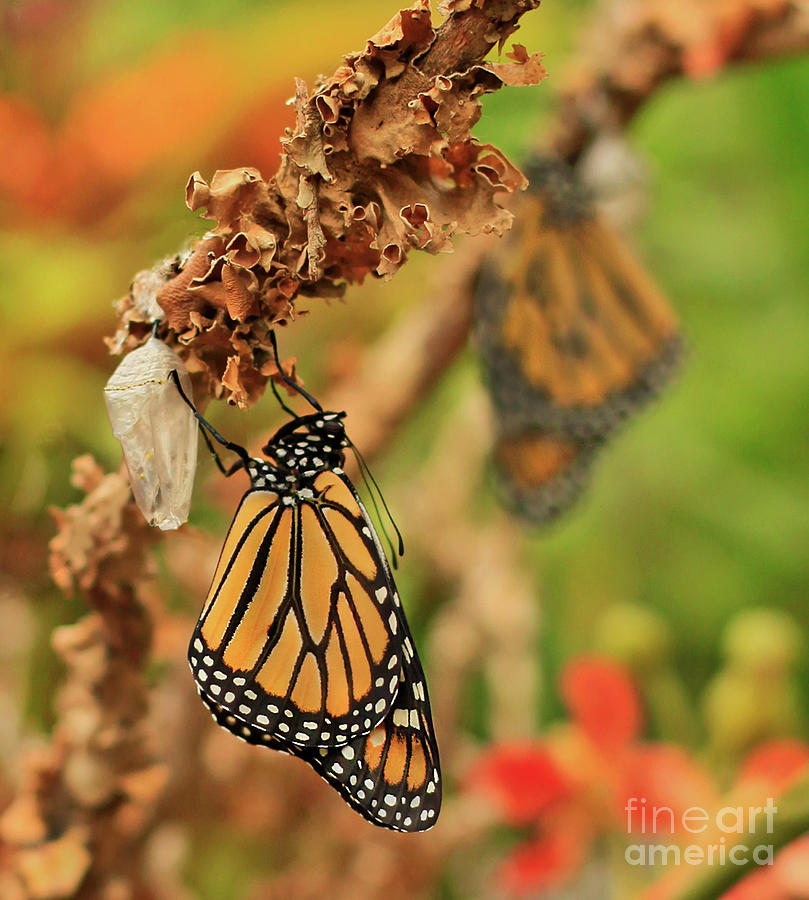 New Birth Monarch Butterflies Photograph by Luana K Perez