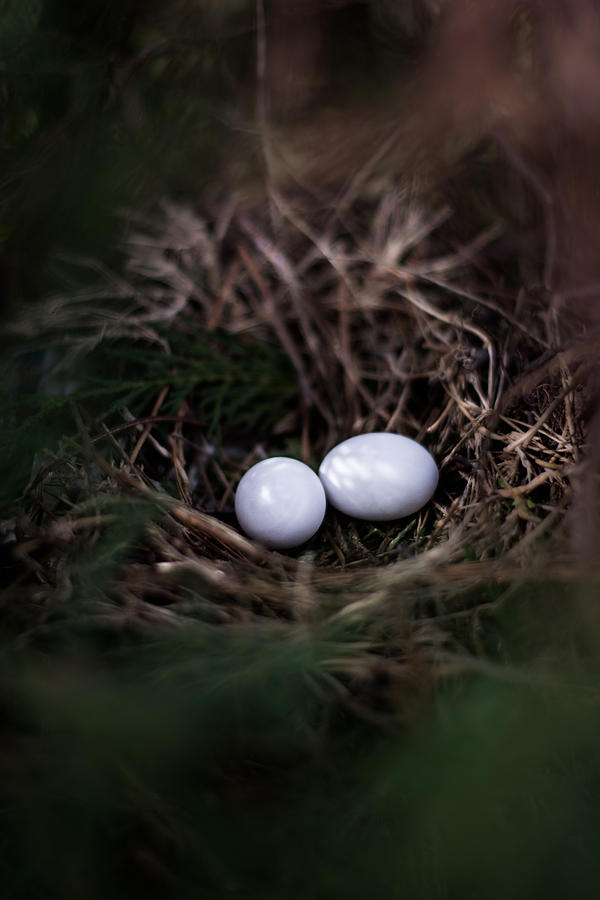 Spring Photograph - New Birth by Parker Cunningham