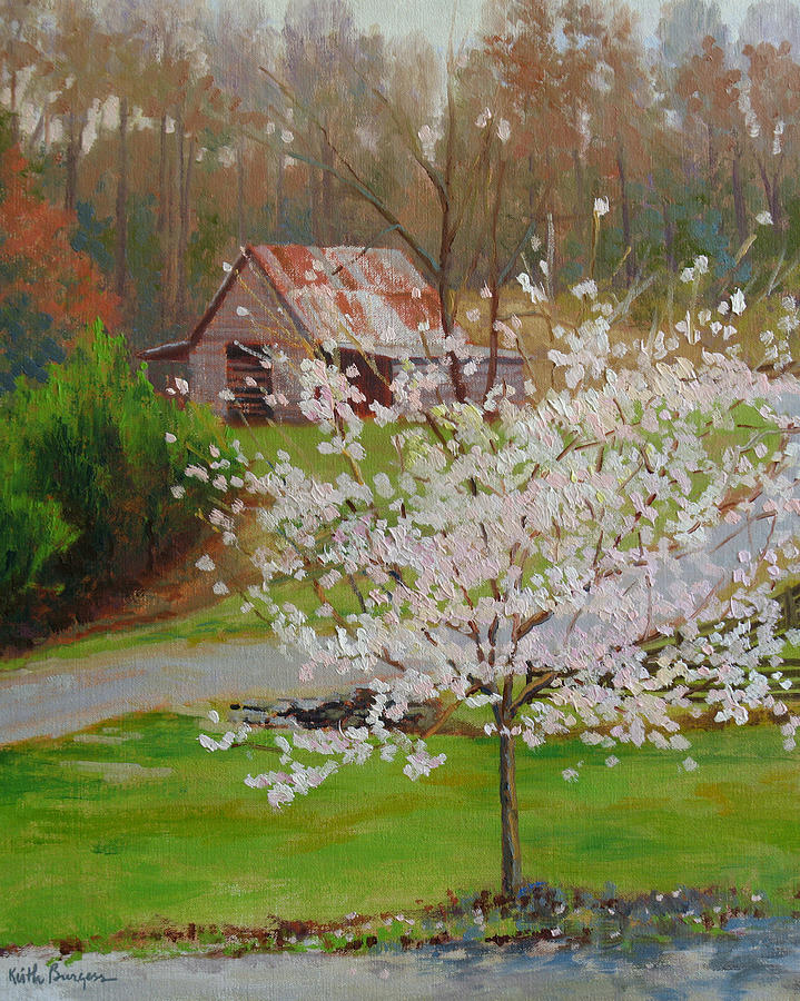 Impressionism Painting - New Blossoms Old Barn by Keith Burgess
