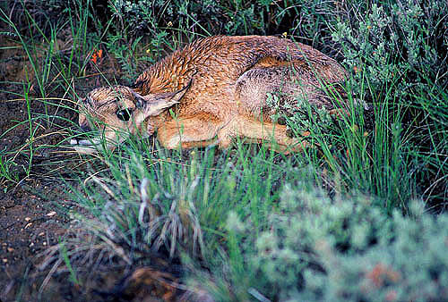 Antelope Photograph - New Born Antelope by Dennis Hammer Antelope Photograph - New Born Antelope by Dennis Hammer