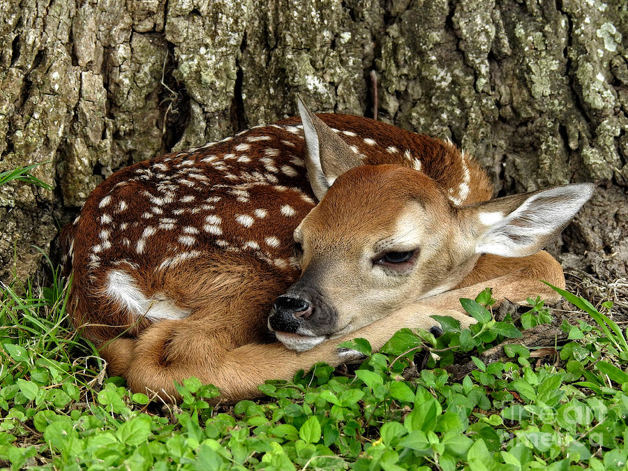 New Born Fawn forest animals Photograph by Ella Kaye Dickey