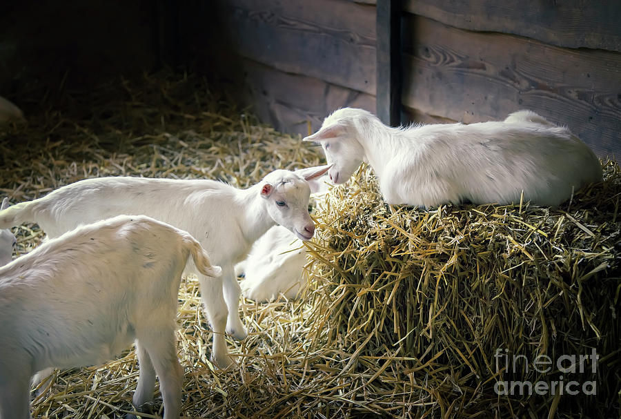 New Born Goats Photograph by Ariadna De Raadt