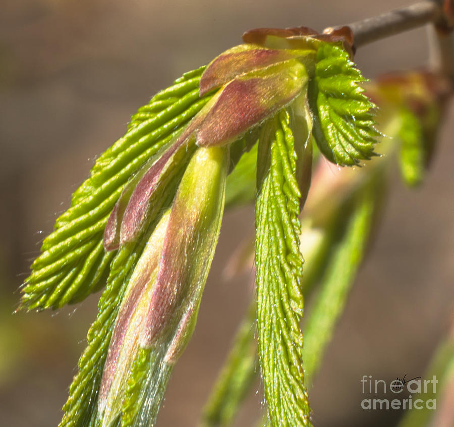 New Born Leaves - Springtime Series Photograph by Mark Valentine