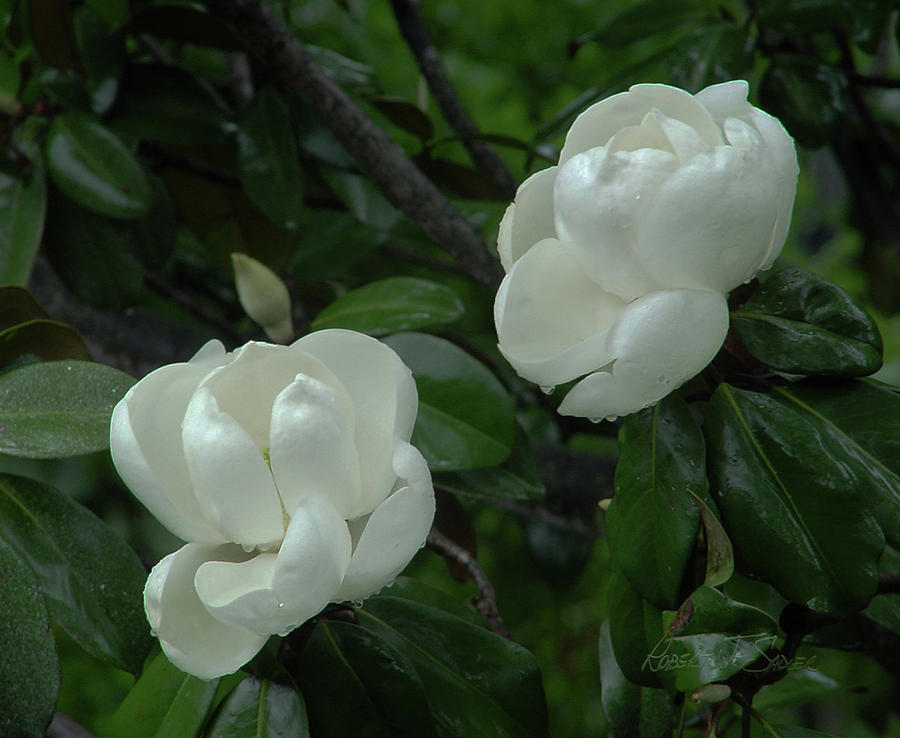 New Born Magnolias After A Rain Photograph by Robert J Sadler