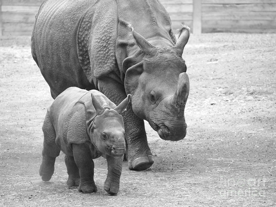 New Born Rhino And Mom Photograph
