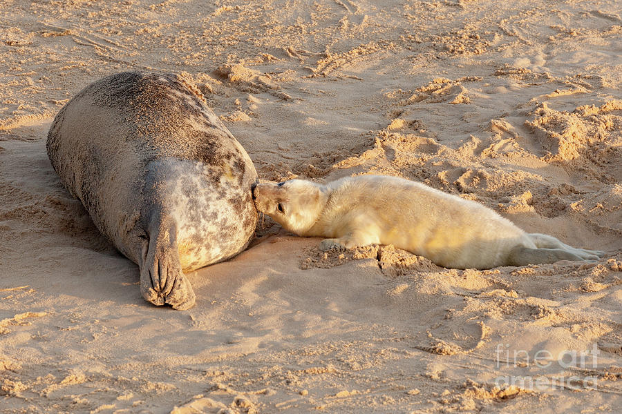 New born seal pup and mother feeding young Photograph by Simon Bratt