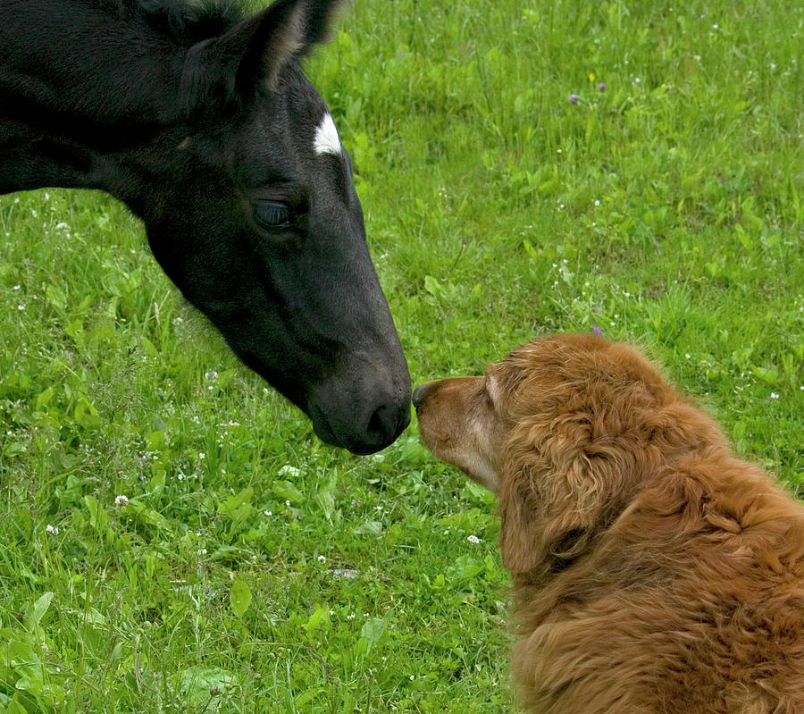 Foal Photograph - New Born Touching Noses by Ralph Fahringer