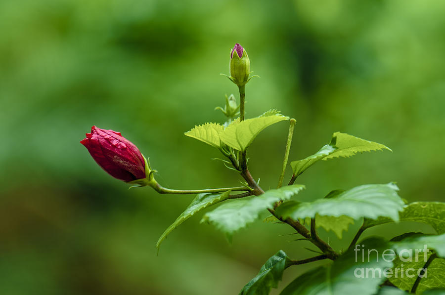 New Bud Photograph by Charuhas Images