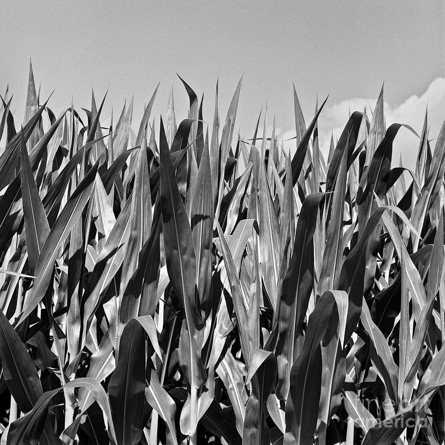 New Corn Photograph By Patrick Lynch - Fine Art America