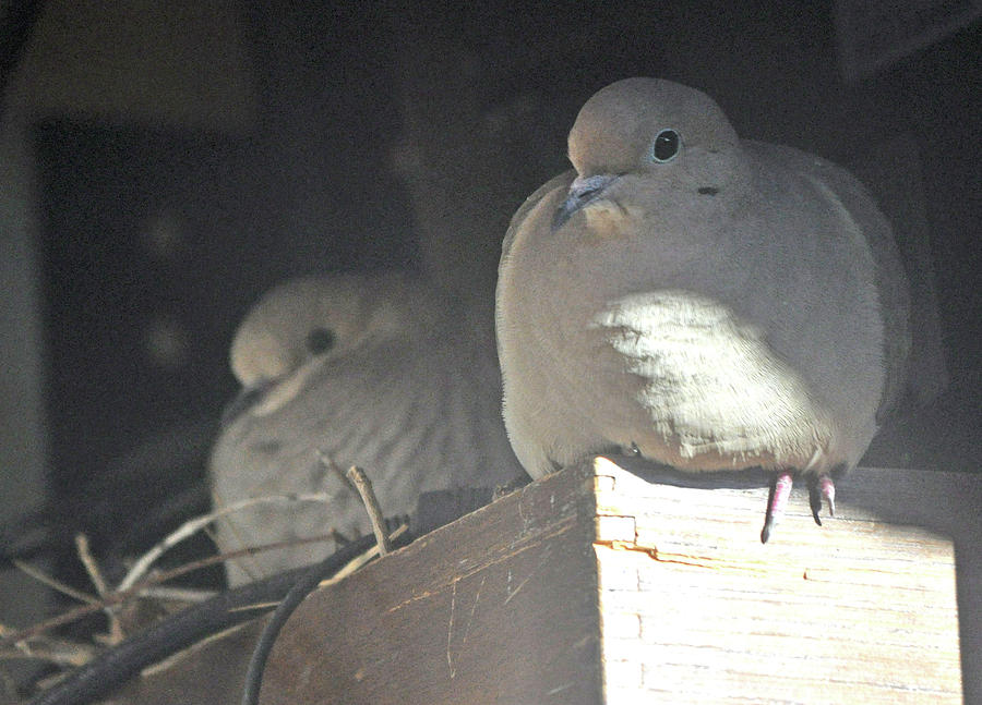New Crop Of Nesting Doves Photograph by Jay Milo