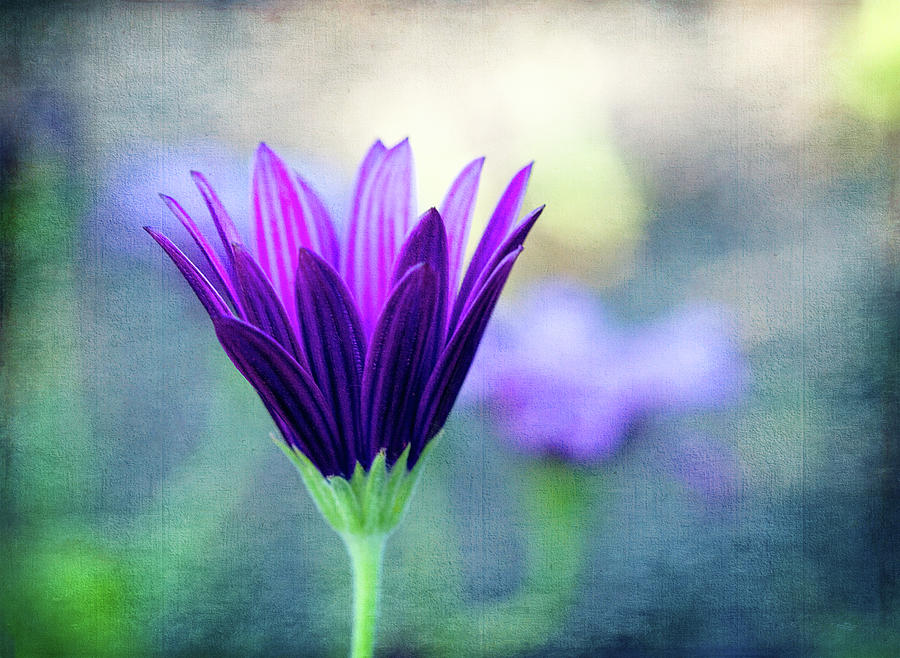 New Daisy in Purple Digital Art by Terry Davis