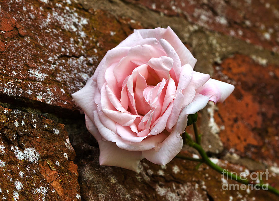 New Dawn Climbing Rose on a Brick Wall Photograph by Louise Heusinkveld