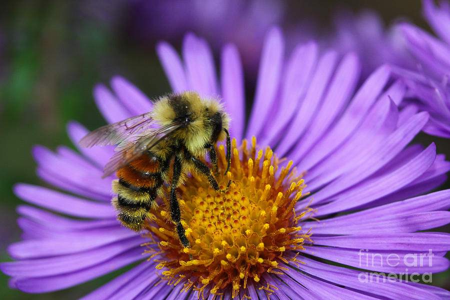 New England Aster and Bee Photograph by Steve Augustin