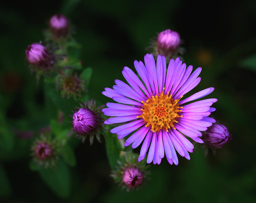 New England Aster Photograph by David Lamb - Fine Art America