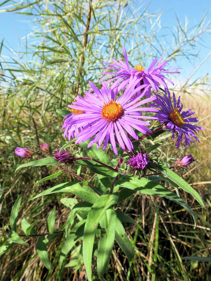 New England Aster Photograph by Scott Kingery