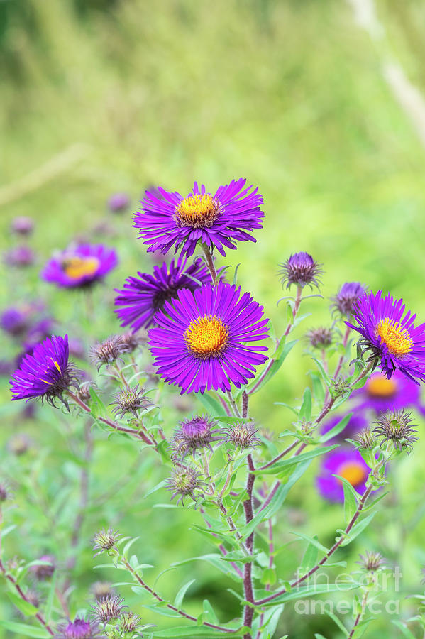 New England Aster Violetta Flowers Photograph by Tim Gainey