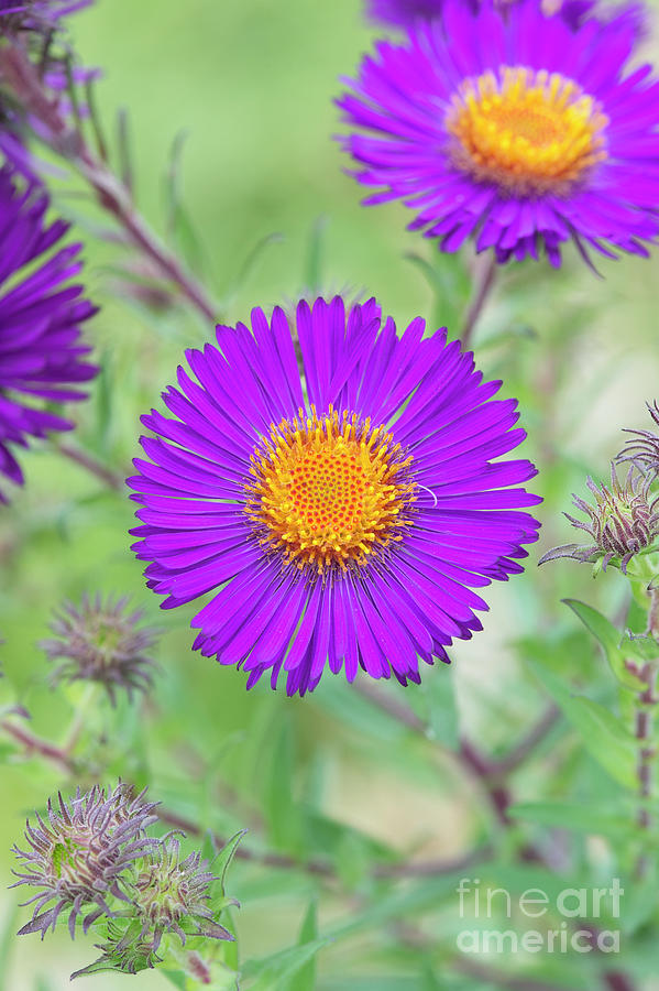 New England Aster Violetta Photograph by Tim Gainey
