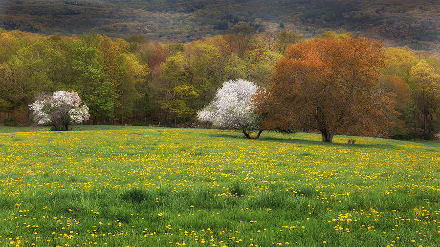 New England Color of Spring Photograph by Bill Wakeley