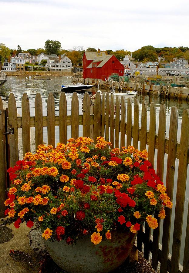 New England Delight by My Lens and Eye - Judy Mullan - New England Delight by My Lens and Eye - Judy Mullan -