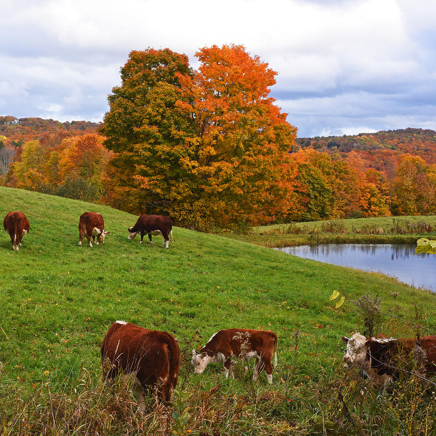 New England Four Seasons - Autumn on Jenne Farm in Reading Vermont Photograph by Toby McGuire