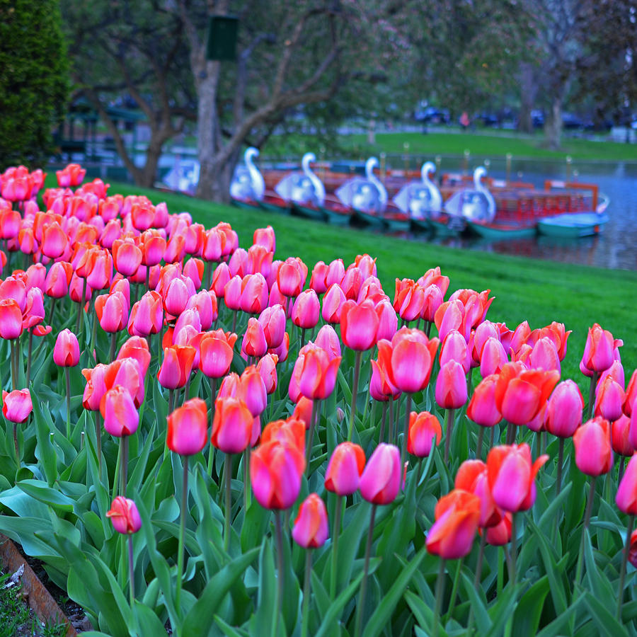 New England Four Seasons Spring Boston Public Garden Tulips Photograph by Toby McGuire