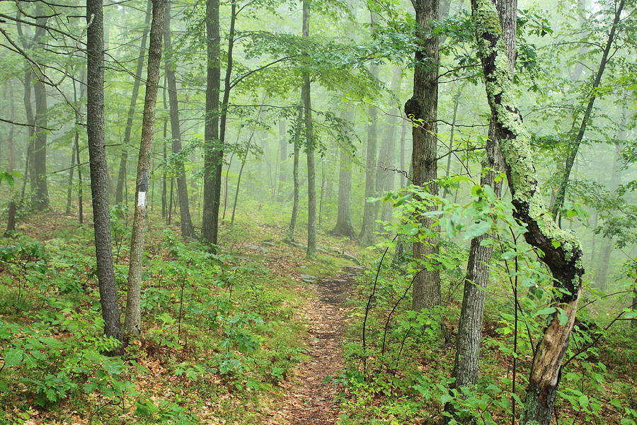 New England National Scenic Trail Misty Forest Photograph by John Burk