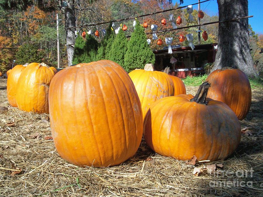 New England Pumpkin Farm Photograph by Kristine Nora