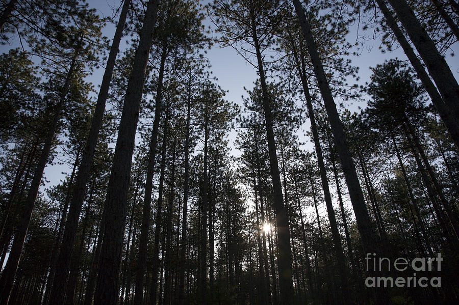 New England Red Pine Forest Photograph by Erin Paul Donovan