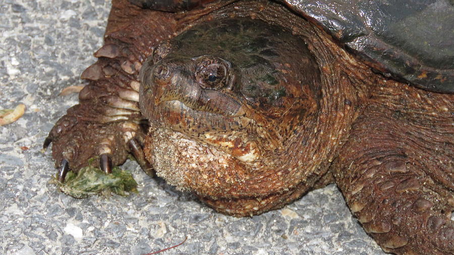 New England Snapper Photograph by Ronald Raymond - Fine Art America