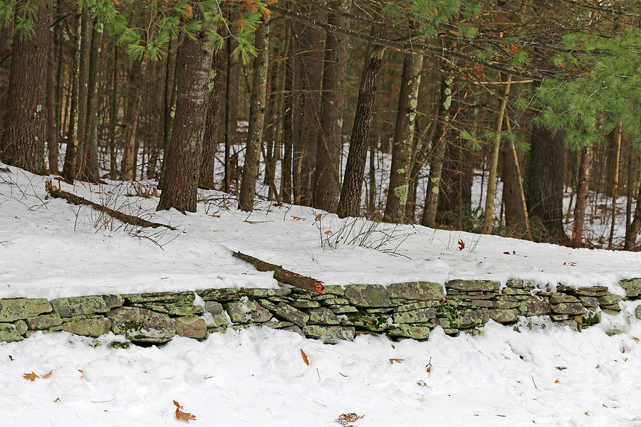 New England Stone Fence and Snow Photograph by Mary Bedy